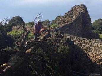 Pompei in corso negli scavi rimozione alberi caduti per il forte vento